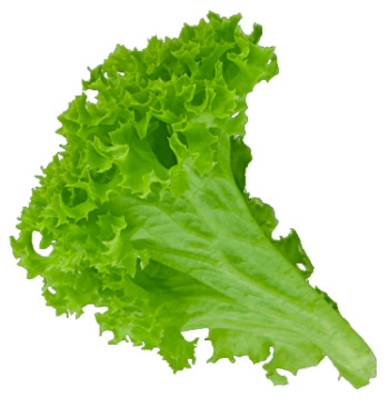 lettuce